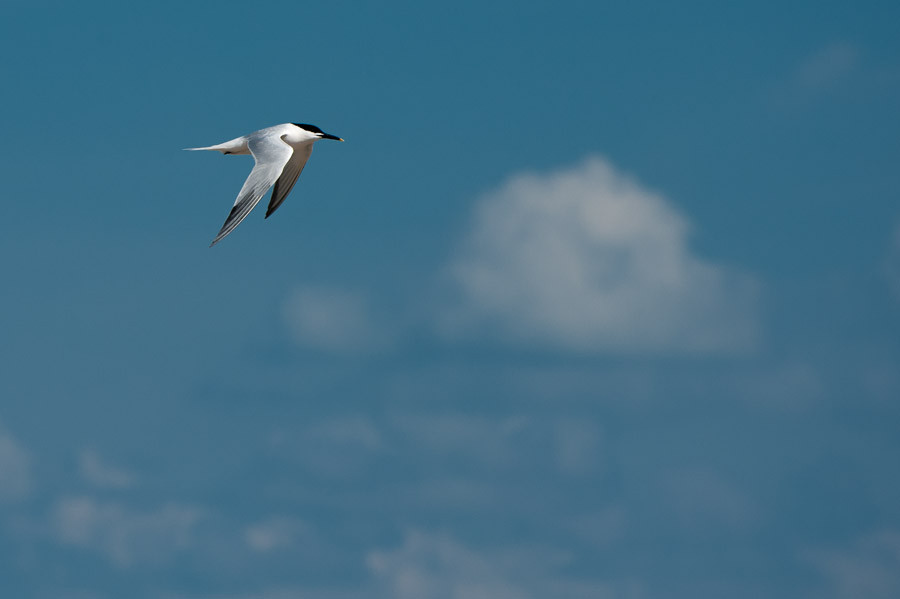 Solitary Tern