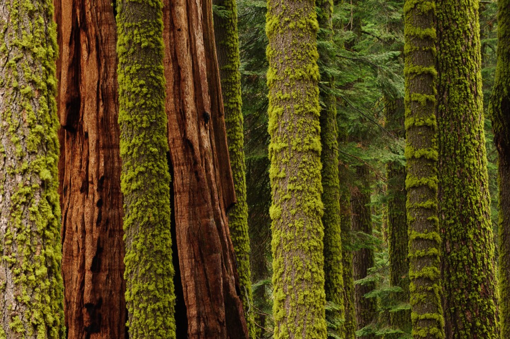 Sequoia Abstract