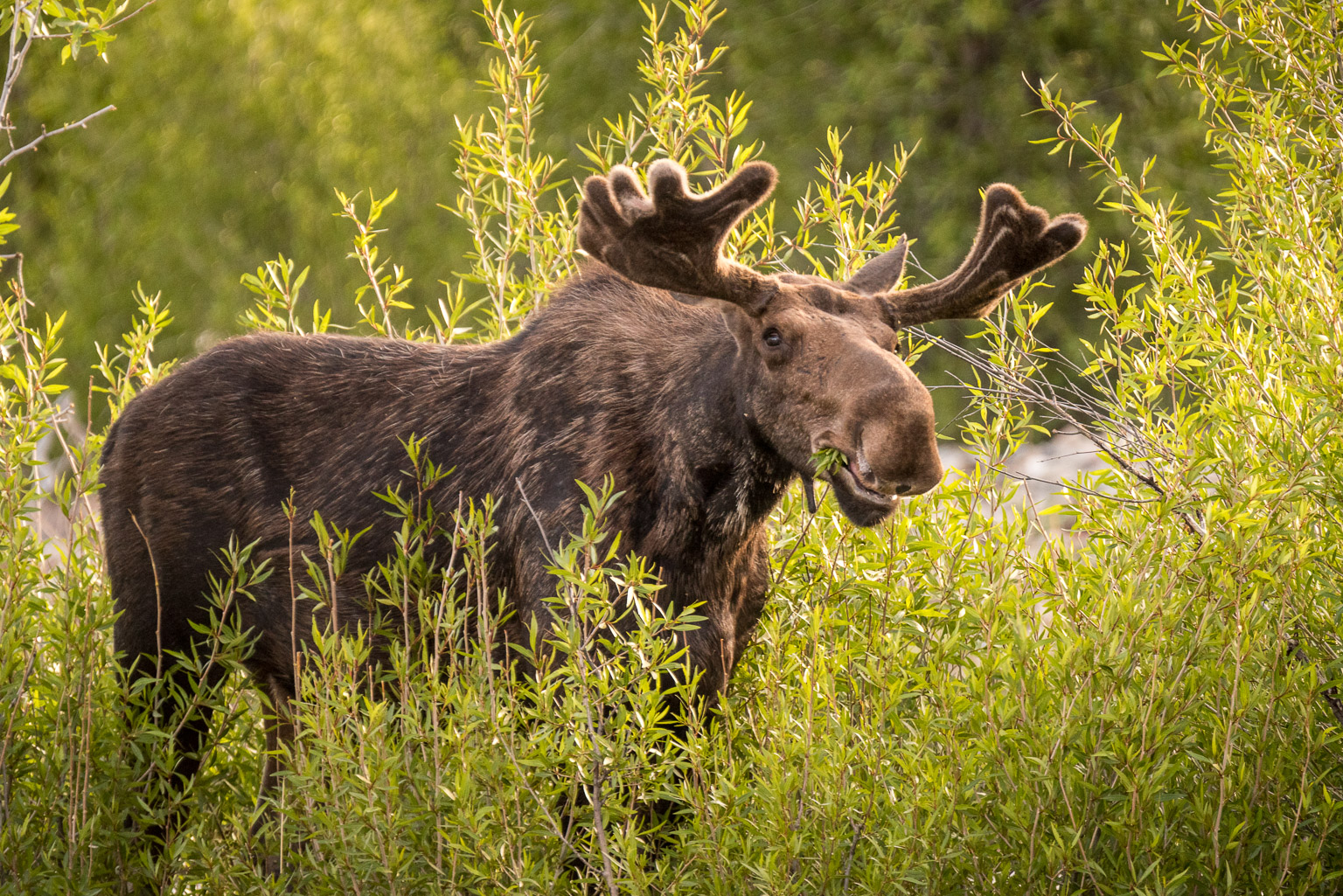 Grand Tetons Moose ‹ Dave Wilson Photography