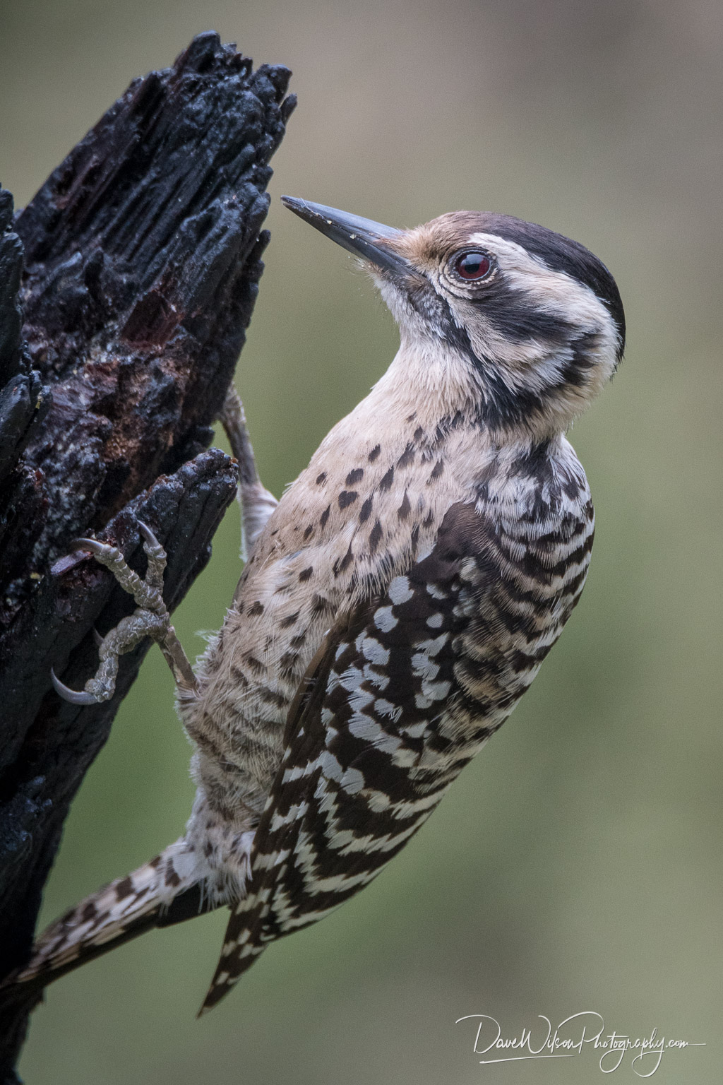 Ladder-Backed Woodpecker (female) ‹ Dave Wilson Photography