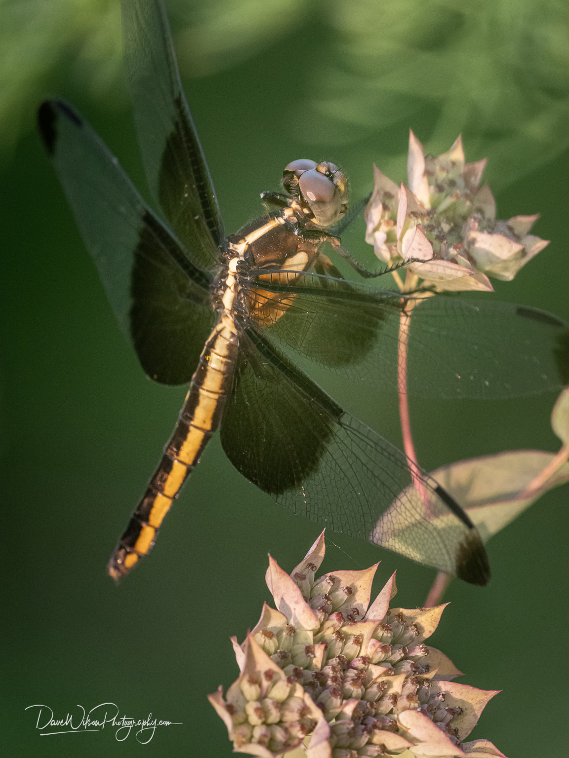 Widow Skimmer Dragonfly ‹ Dave Wilson Photography
